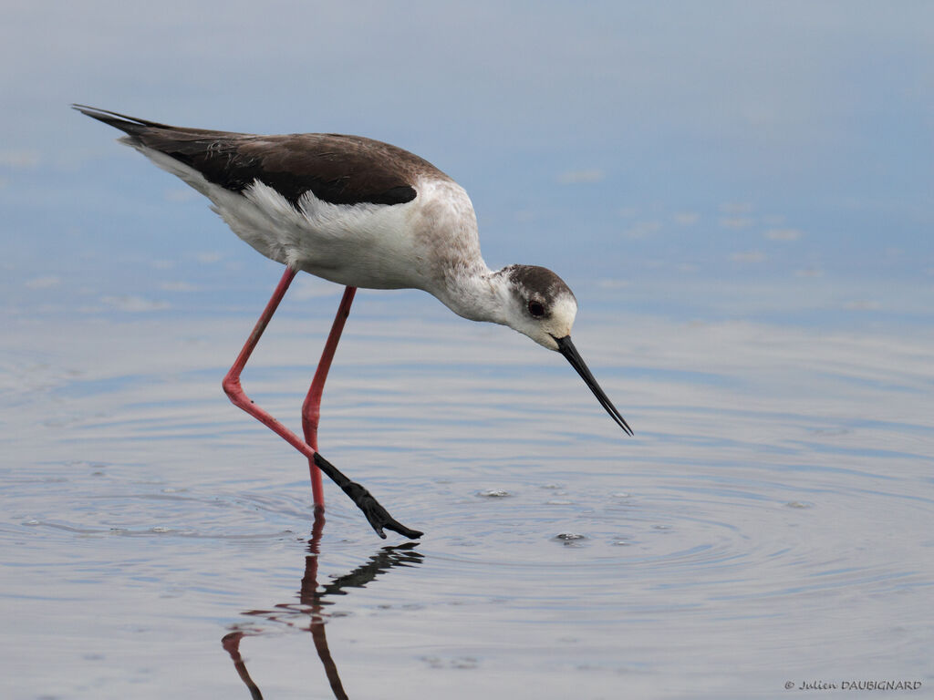 Black-winged Stilt, identification