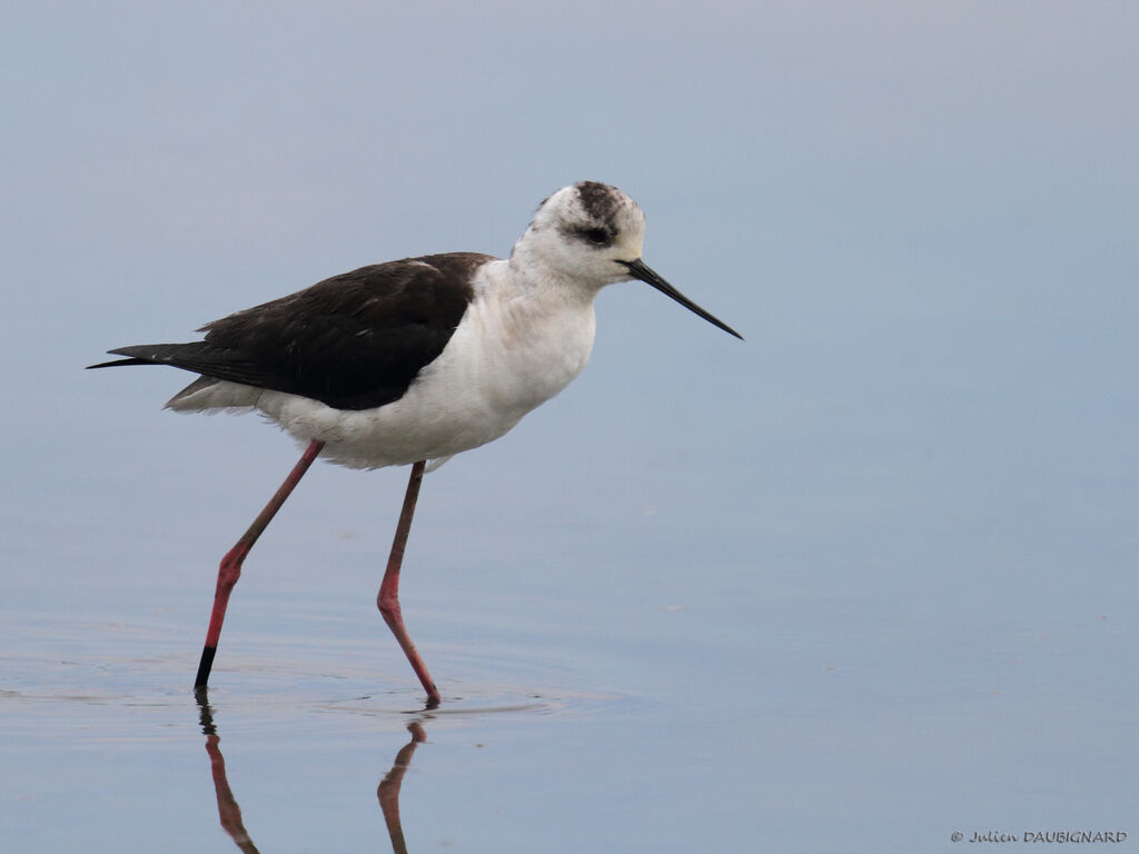 Black-winged Stilt, identification