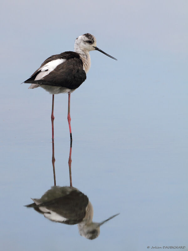 Black-winged Stilt, identification