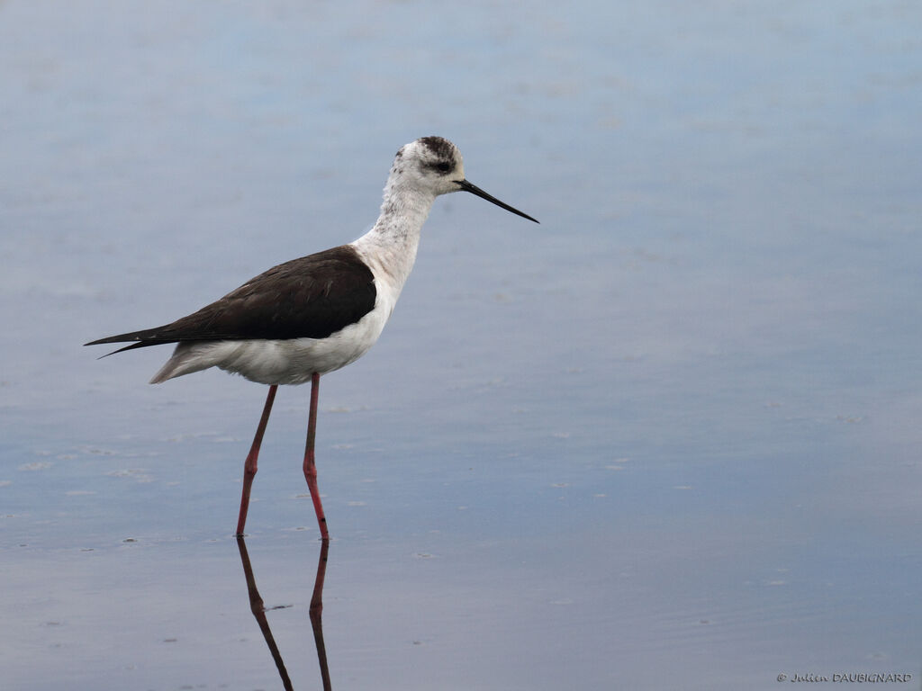 Échasse blanche, identification