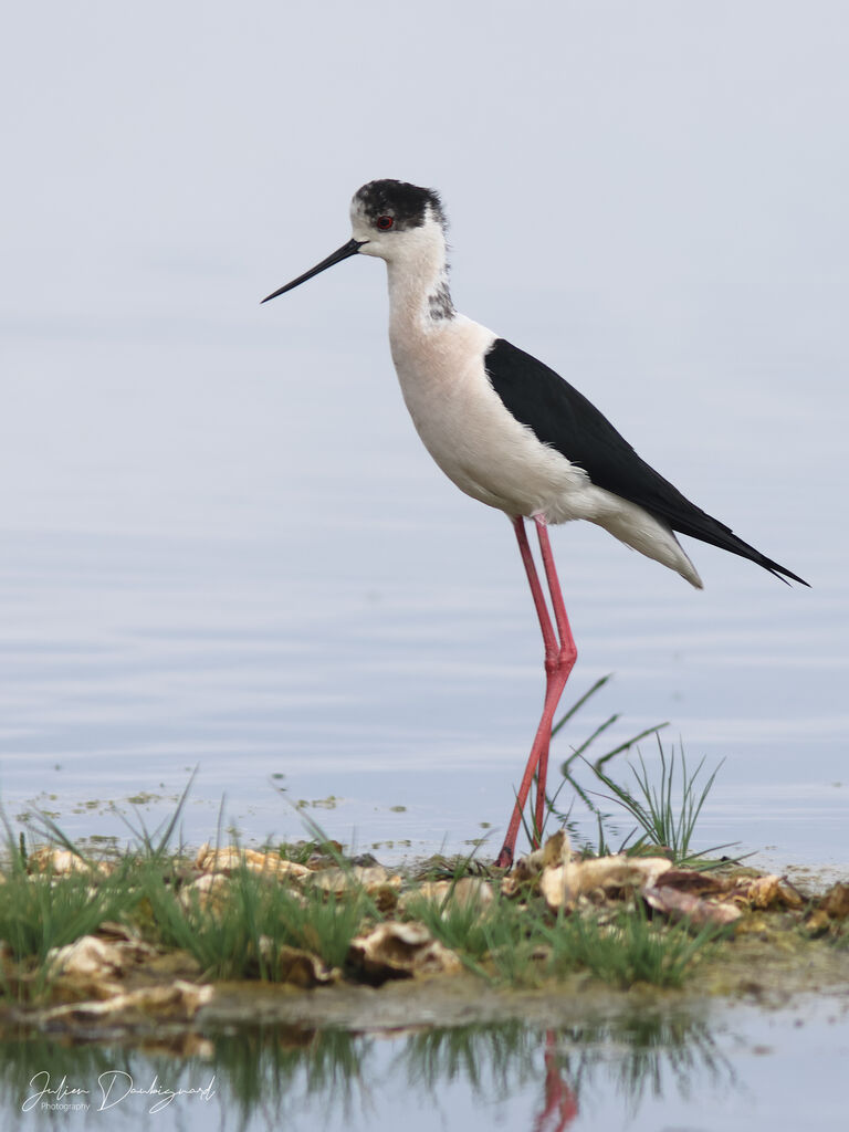 Black-winged Stilt