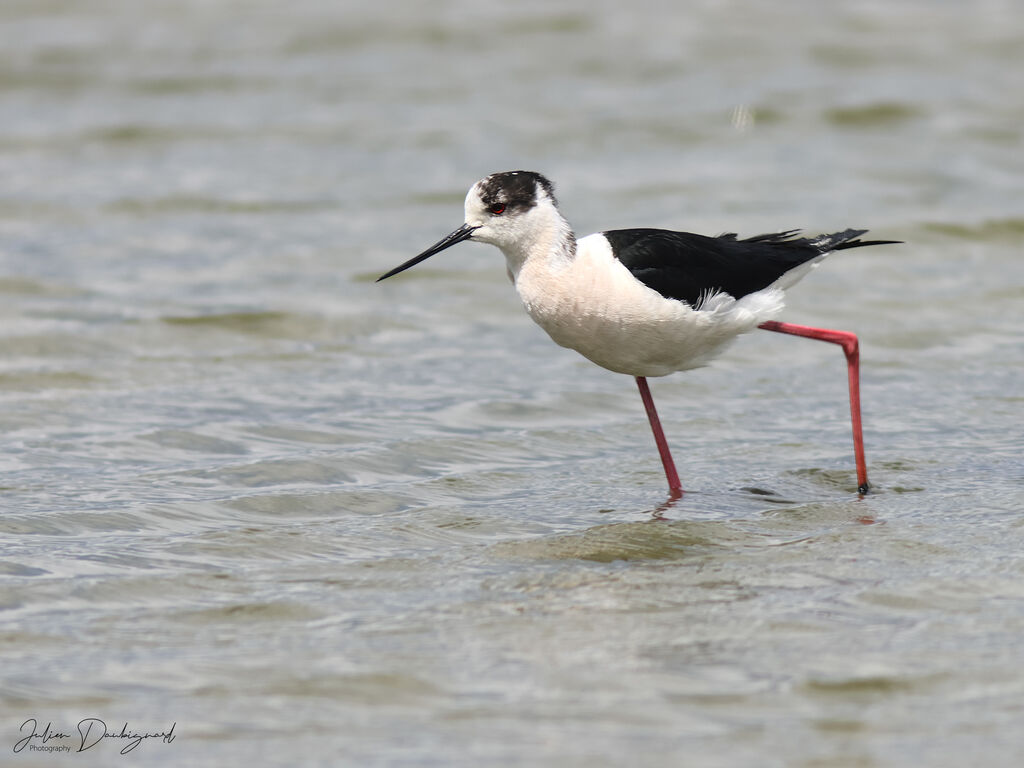 Black-winged Stilt
