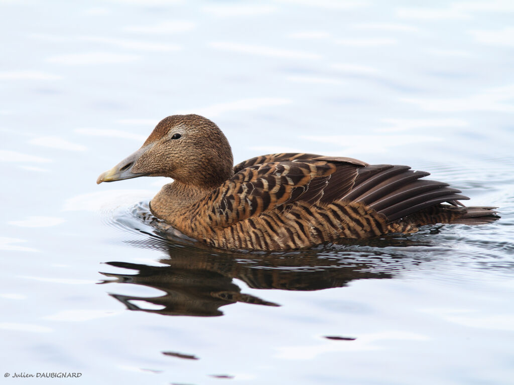 Common Eider female, identification