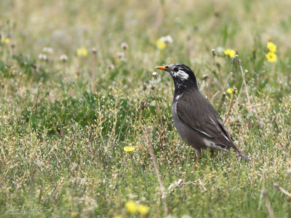 White-cheeked Starling, identification