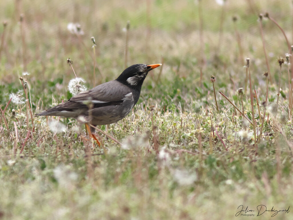 White-cheeked Starling, identification