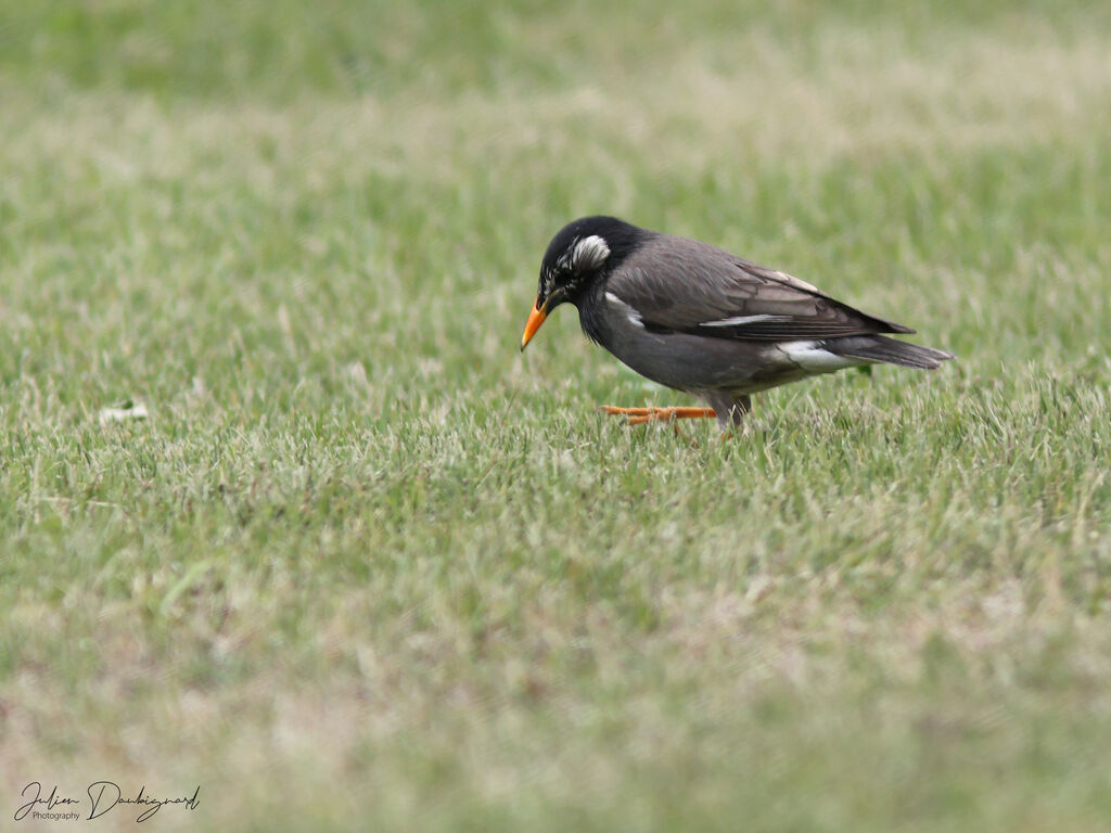 White-cheeked Starling, identification