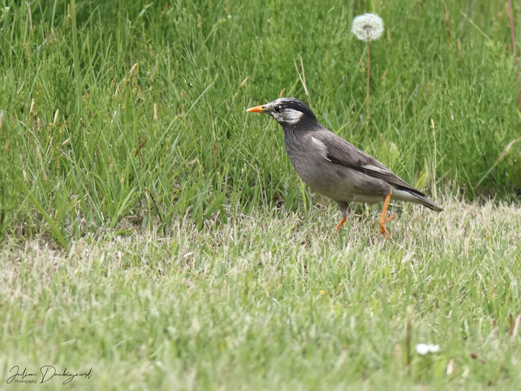 White-cheeked Starling, identification