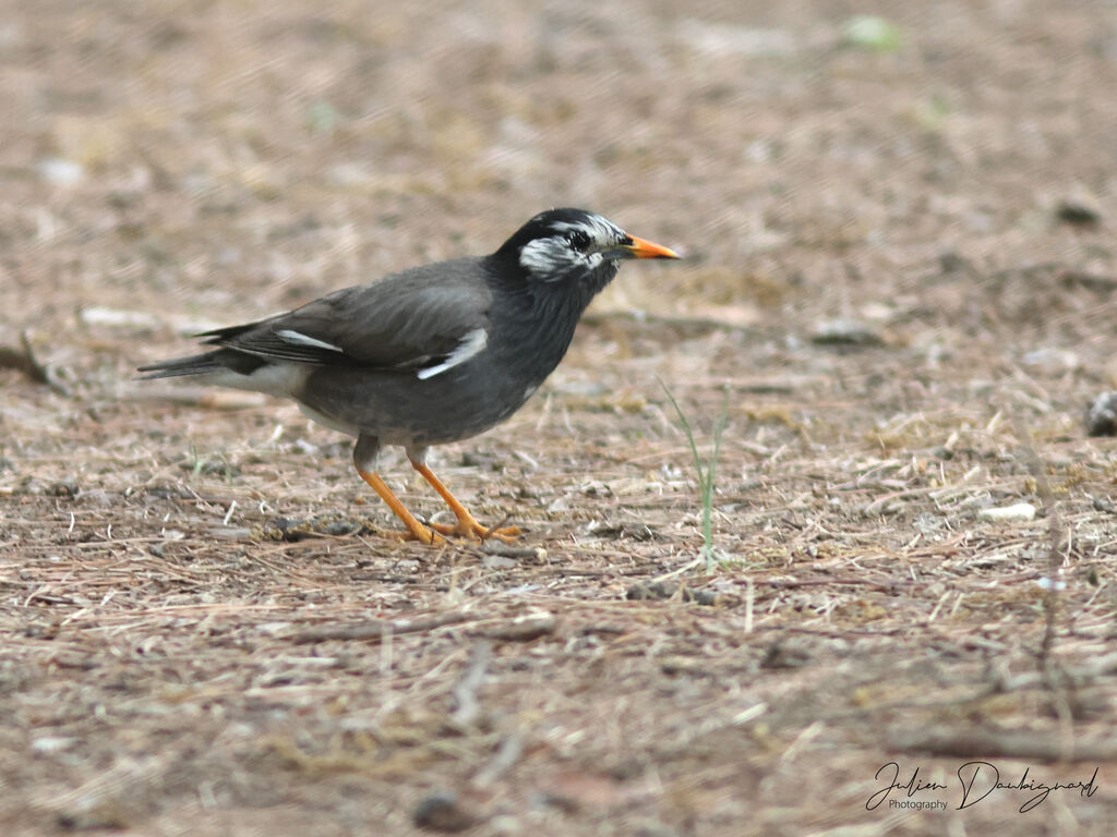 White-cheeked Starling, identification