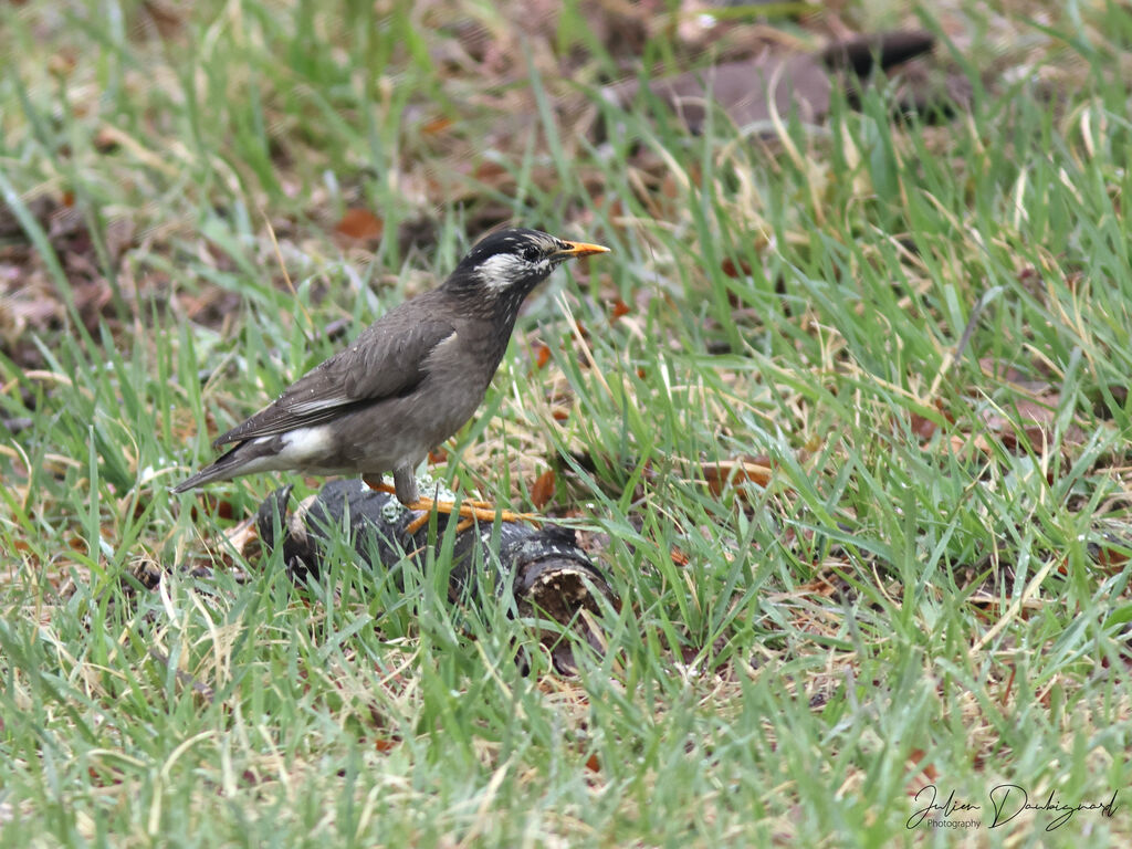 White-cheeked Starling, identification