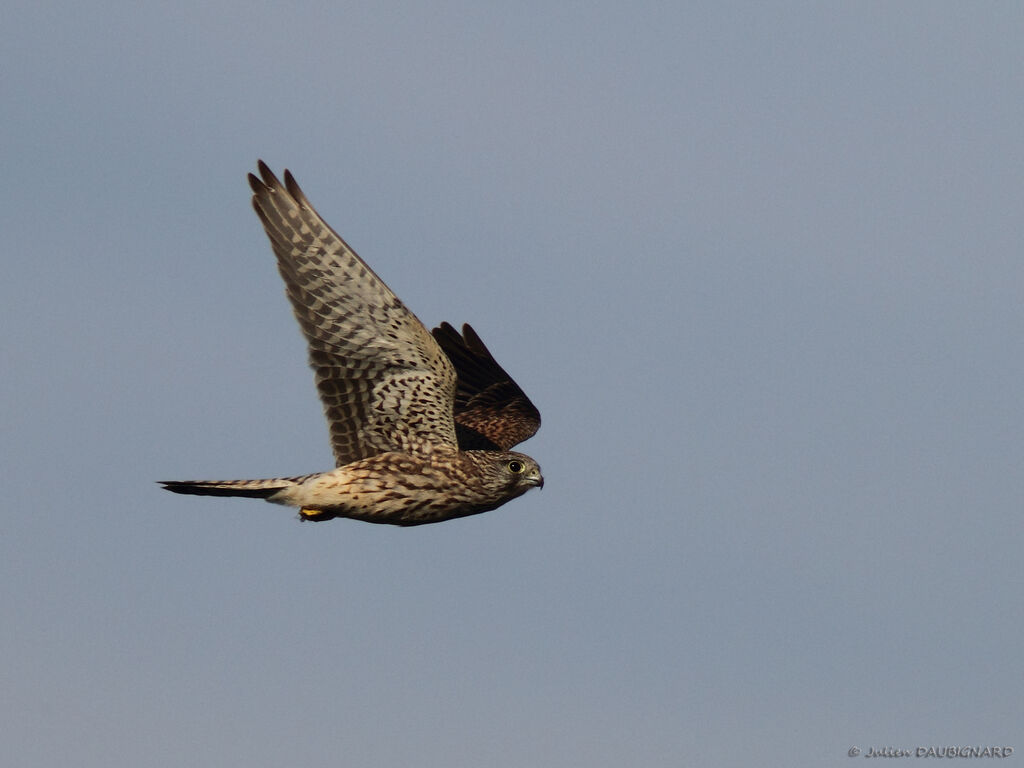 Common Kestrel female immature, identification