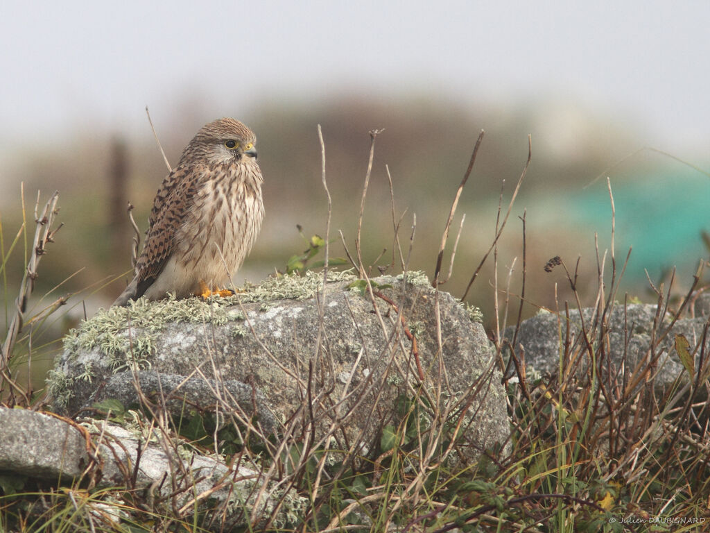 Faucon crécerelle, identification