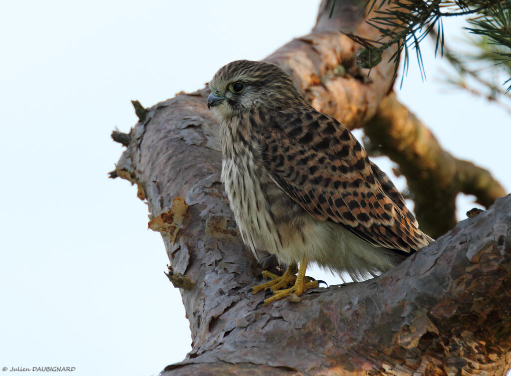 Common Kestreljuvenile, identification