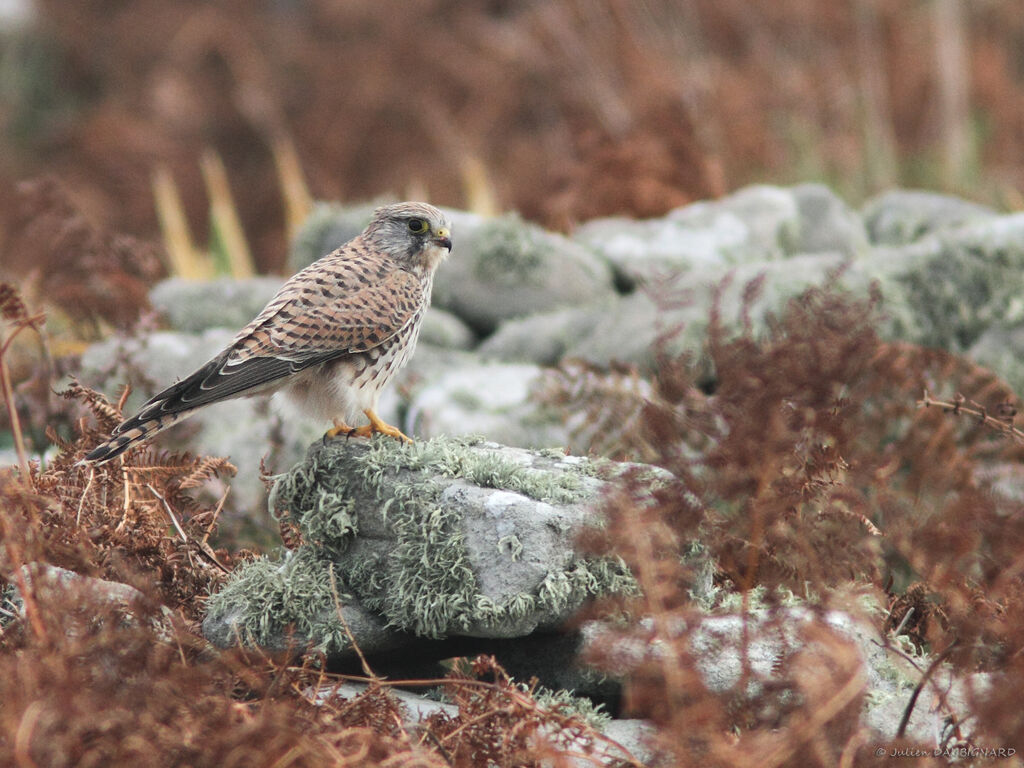 Common Kestrel, identification