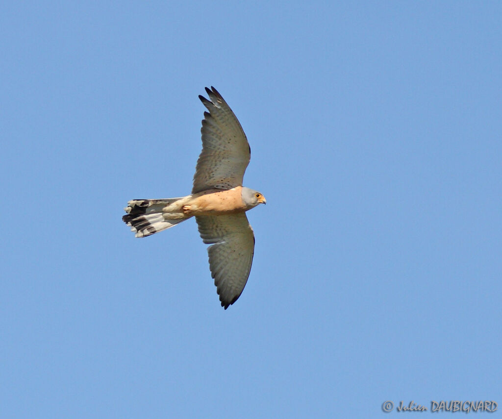 Lesser Kestrel male, Flight