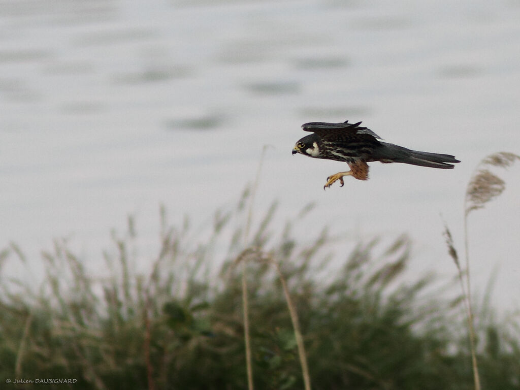 Faucon hobereauadulte, identification, Vol, pêche/chasse