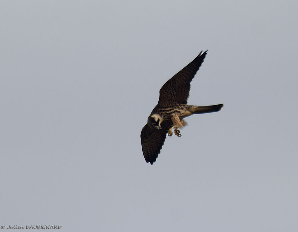 Eurasian Hobbyimmature, Flight