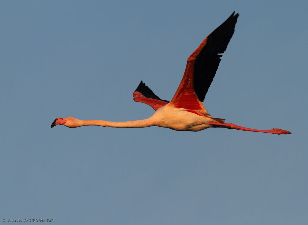 Flamant roseadulte, Vol