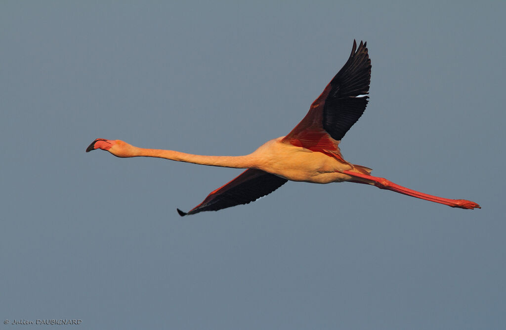 Flamant roseadulte, Vol