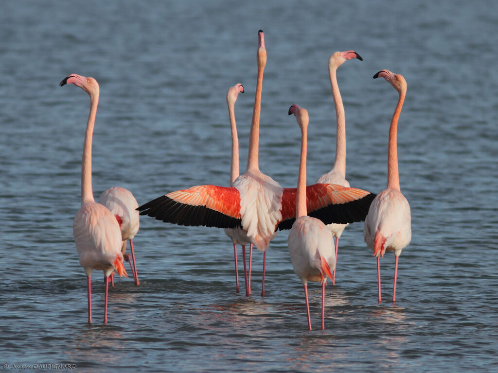 Greater Flamingo, Behaviour