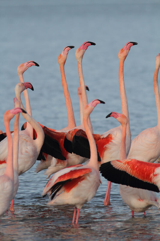 Flamant rose, Comportement
