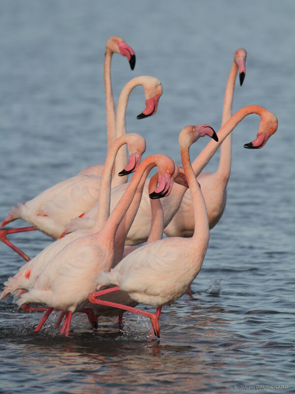 Flamant rose, Comportement