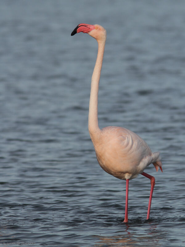 Greater Flamingo, identification