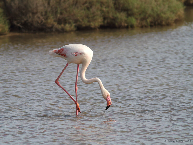 Flamant rose, identification