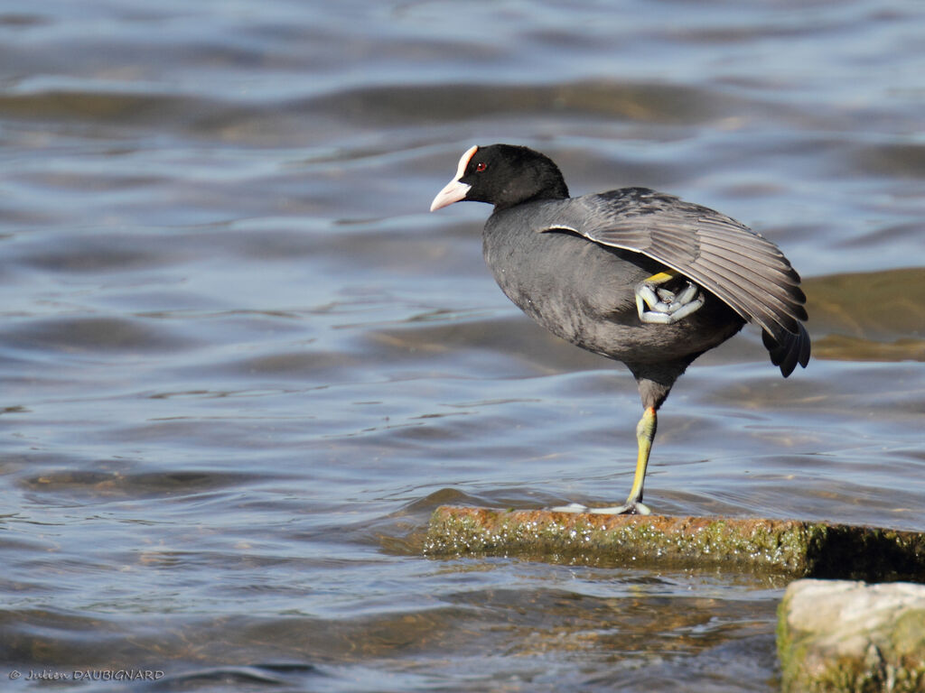 Eurasian Coot, identification