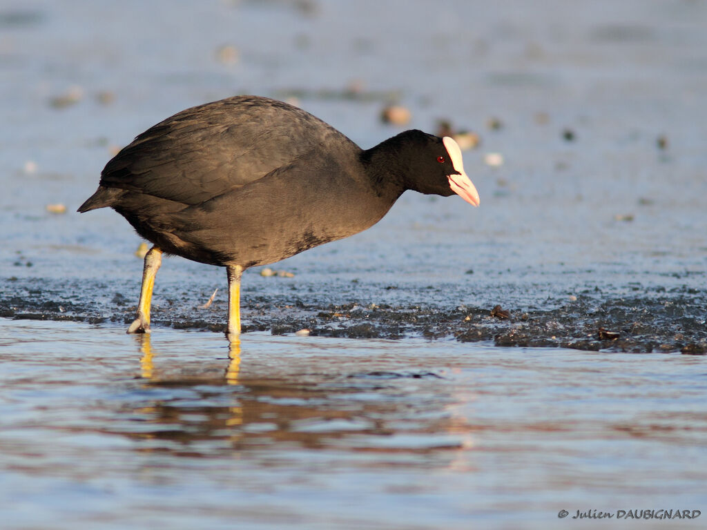 Eurasian Coot, identification