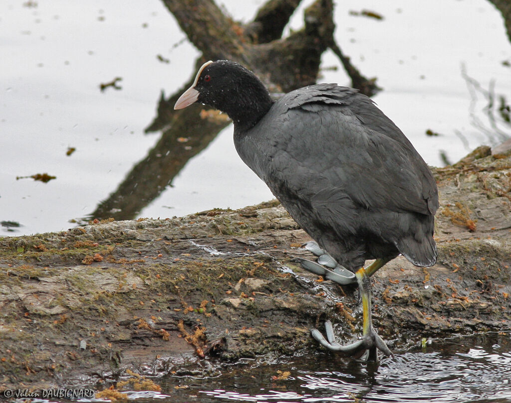 Eurasian Cootadult, identification