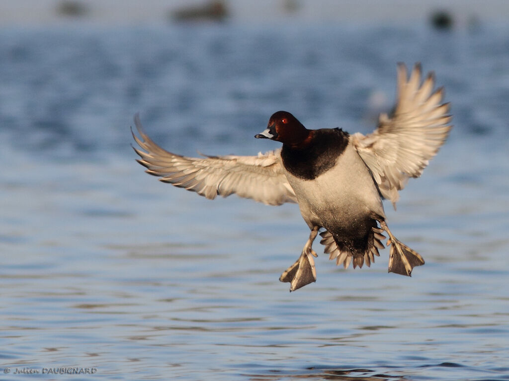 Common Pochard male, Flight