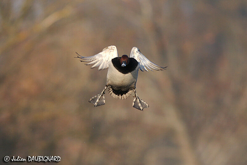 Common Pochard male adult, Flight