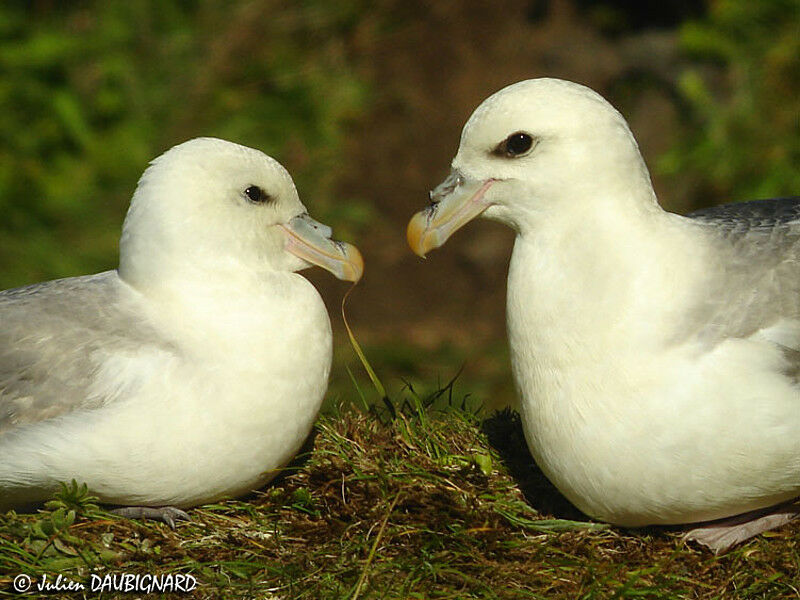 Fulmar boréal