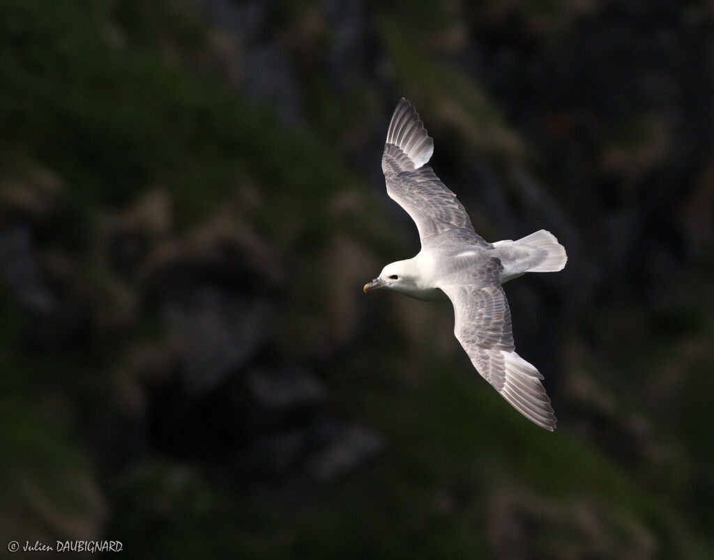 Fulmar boréal, Vol