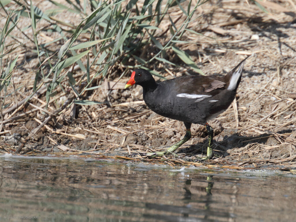 Gallinule poule-d'eau, identification