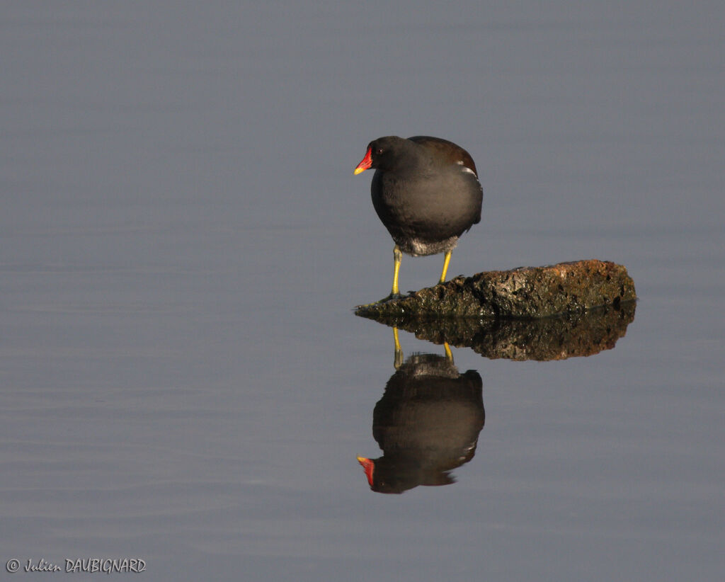 Gallinule poule-d'eauadulte, identification