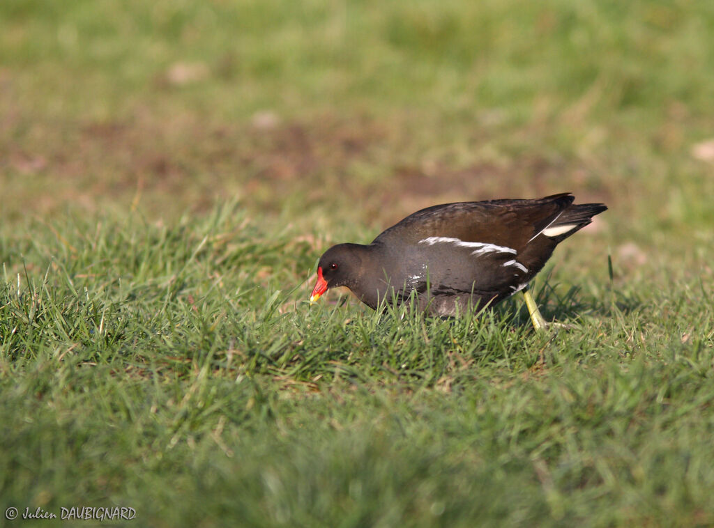 Gallinule poule-d'eauadulte, identification