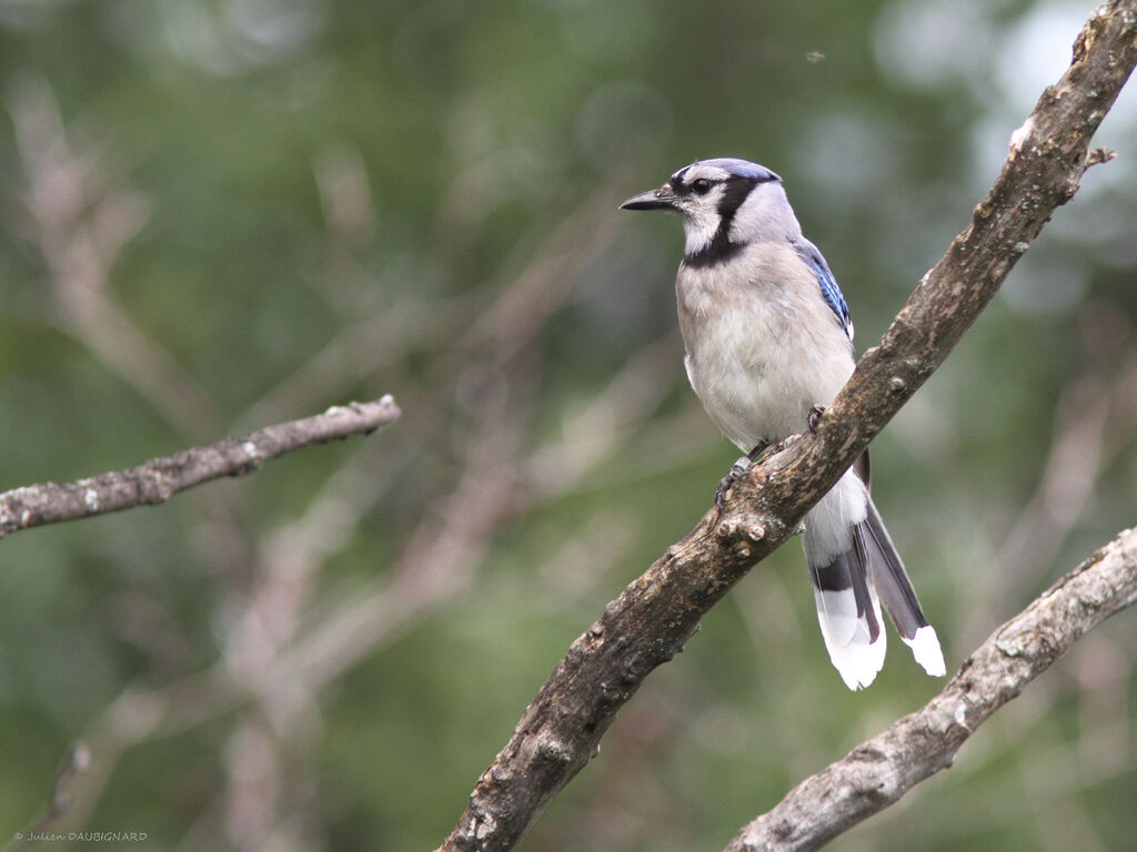 Geai bleu, identification