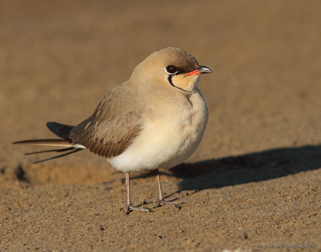 Collared Pratincoleadult, identification