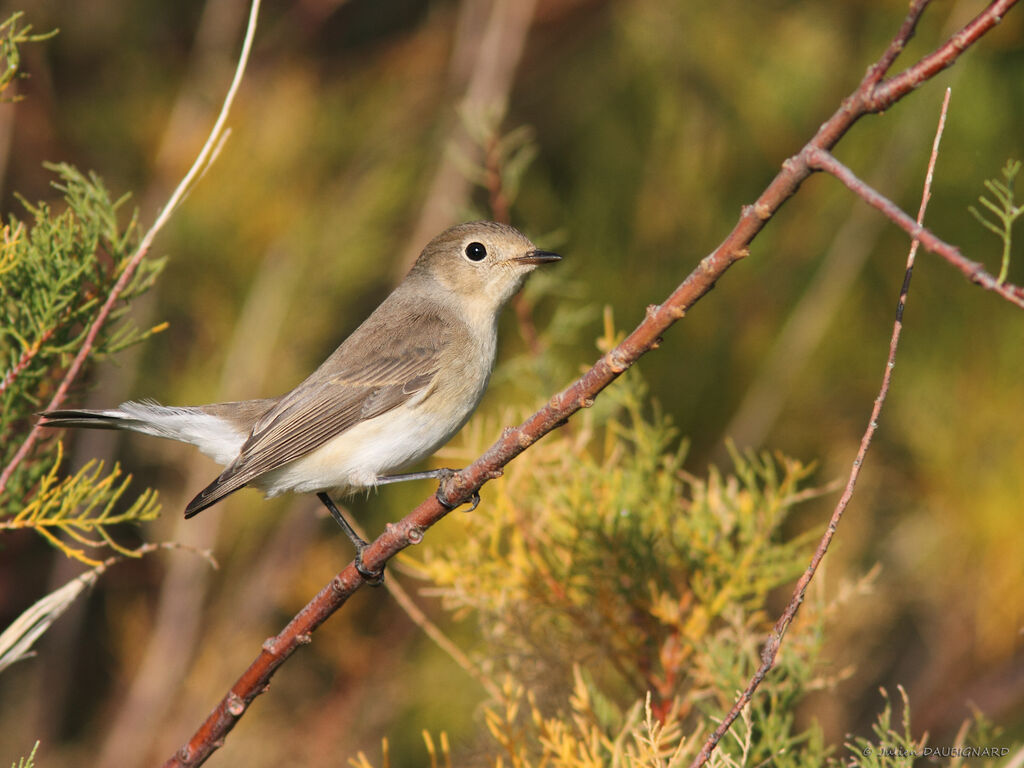 Red-breasted Flycatcher, identification