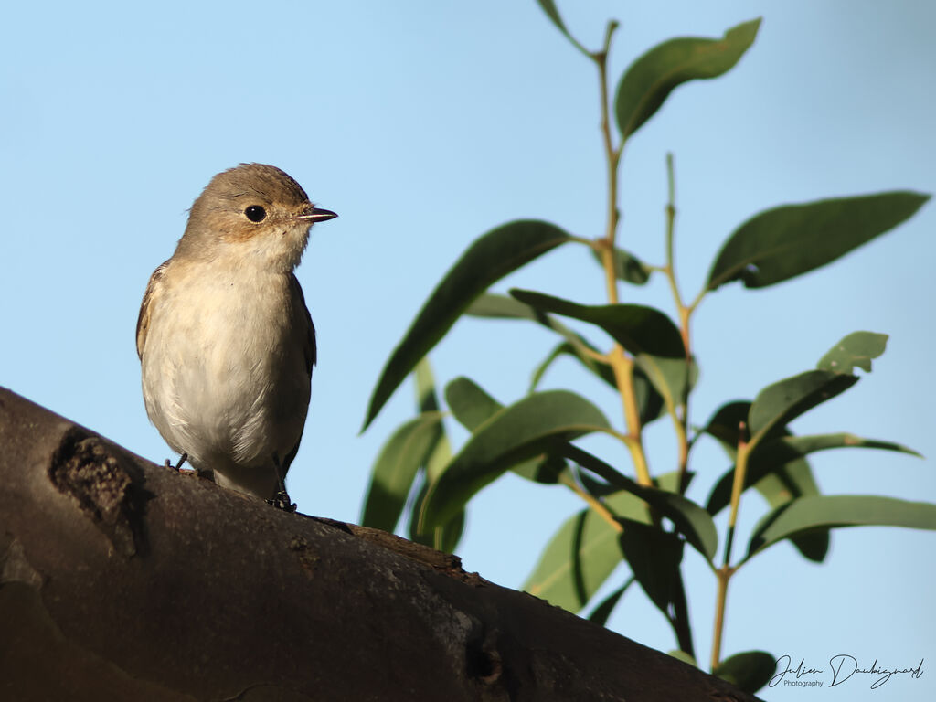 Gobemouche noir, identification