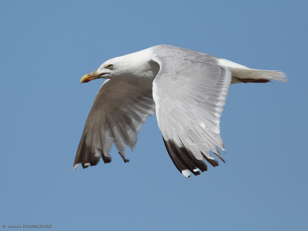 European Herring Gulladult, Flight