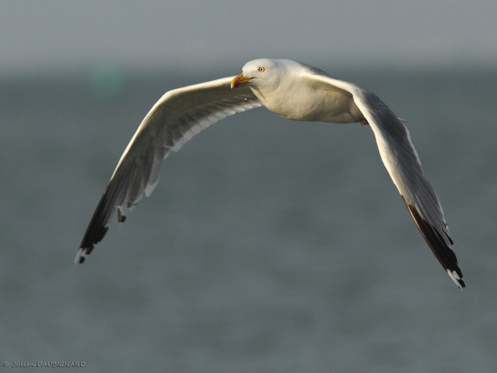 European Herring Gulladult, Flight