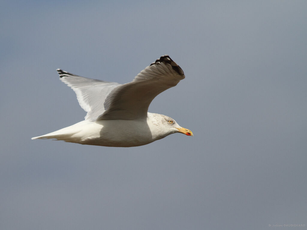European Herring Gull