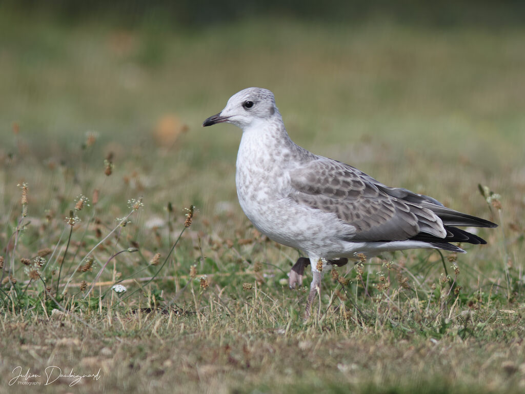 Goéland cendréjuvénile, identification