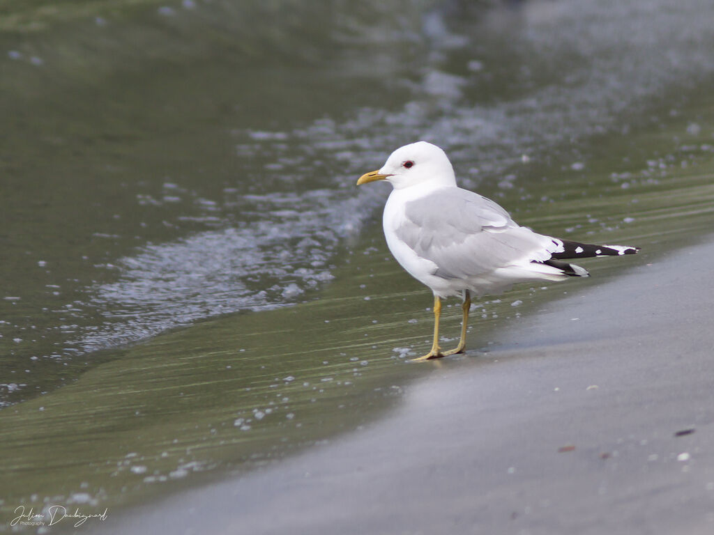 Goéland cendréadulte, identification