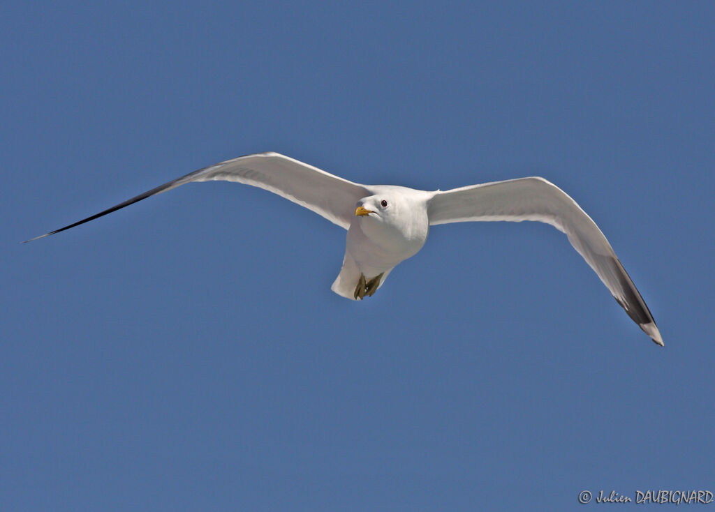Common Gulladult, Flight