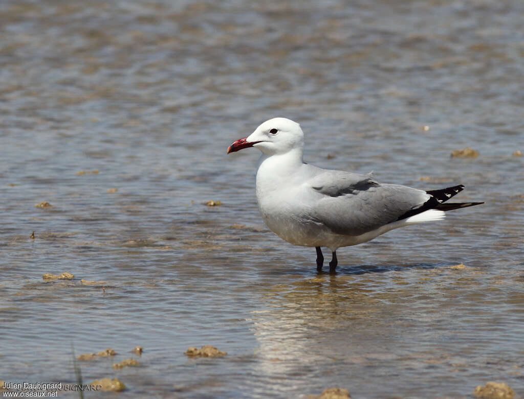 Audouin's Gull, identification