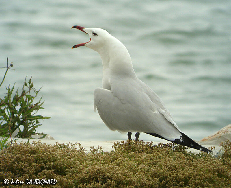 Audouin's Gull