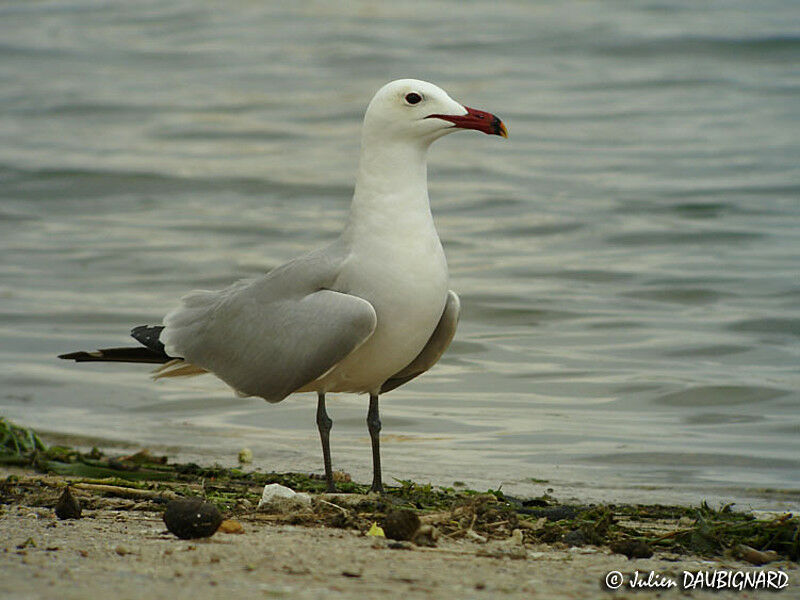 Audouin's Gull